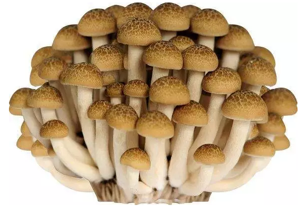 http://www.naradaclub.com/ewebeditor/uploadfile/20170914091421667001.png