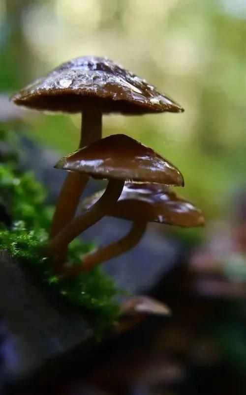 國(guó)家蘑菇地理：中國(guó)哪里的蘑菇最好吃？