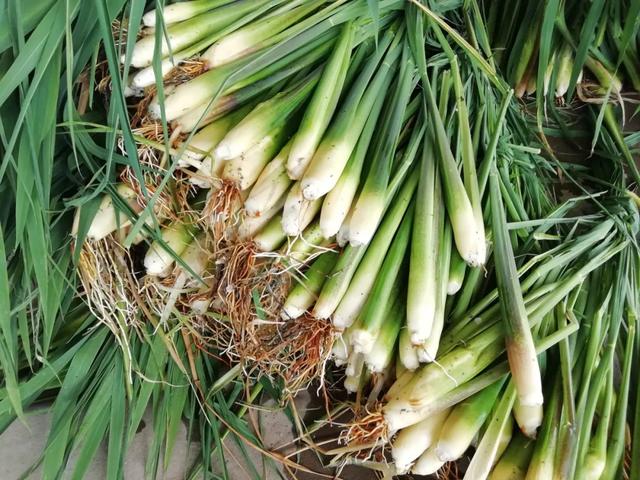 國(guó)家蘑菇地理：中國(guó)哪里的蘑菇最好吃？