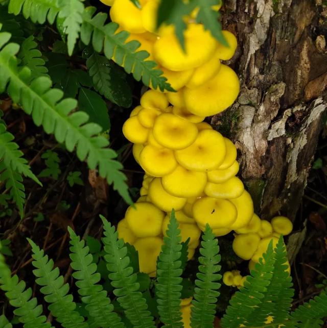 國(guó)家蘑菇地理：中國(guó)哪里的蘑菇最好吃？