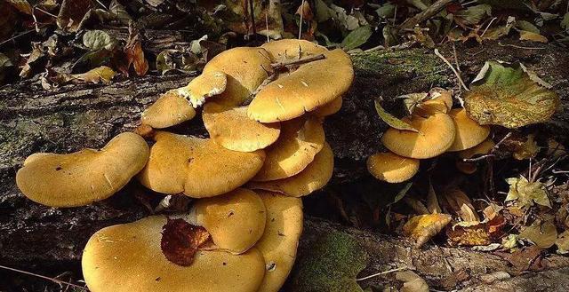 國(guó)家蘑菇地理：中國(guó)哪里的蘑菇最好吃？