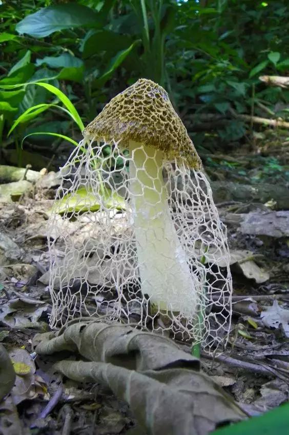 國(guó)家蘑菇地理：中國(guó)哪里的蘑菇最好吃？