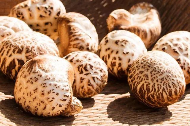 國(guó)家蘑菇地理：中國(guó)哪里的蘑菇最好吃？